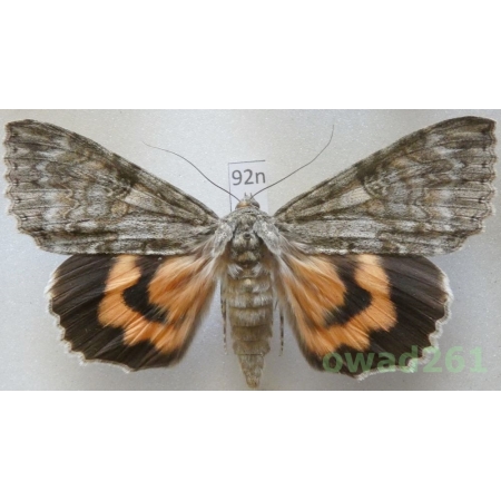 Catocala nupta (Linnaeus, 1767) Czech92n